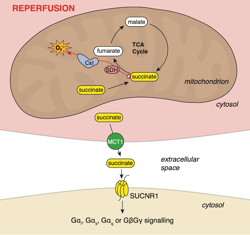 Succinate signalling