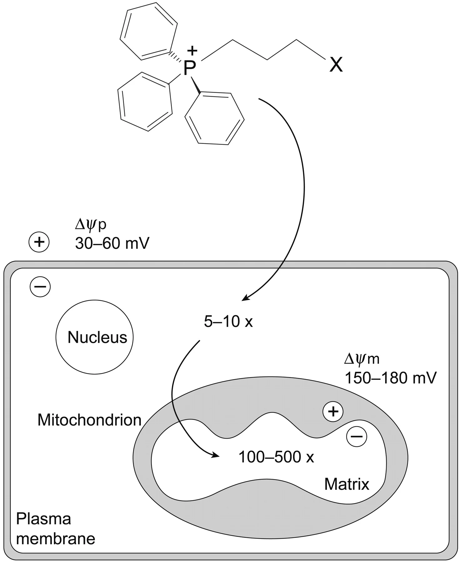 Mitochondria targeting with TPP