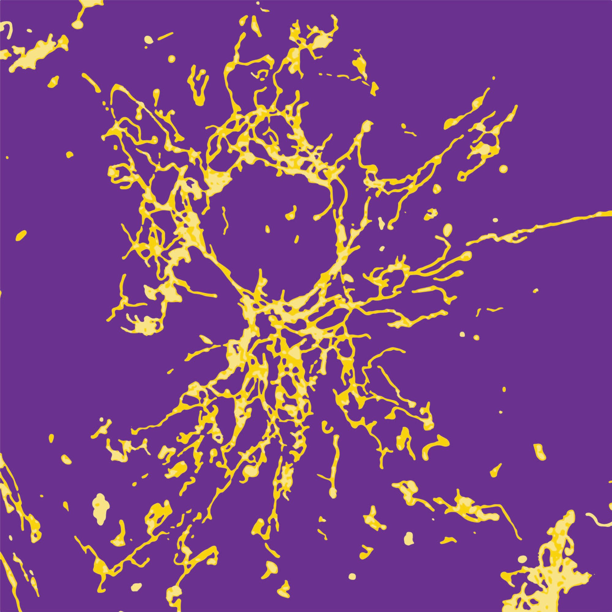 Mitochondria fluorescence imaging